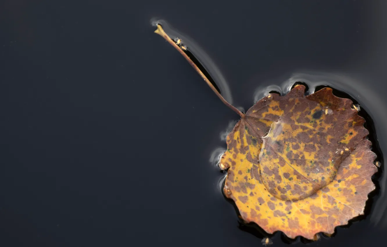 Photo wallpaper nature, background, Autumn Leaf