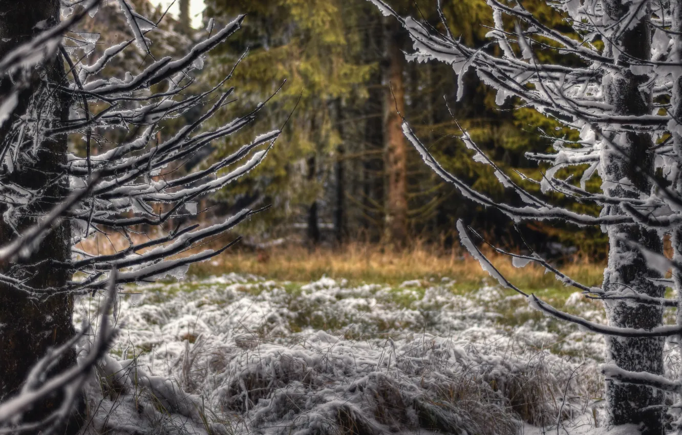 Photo wallpaper snow, trees, nature