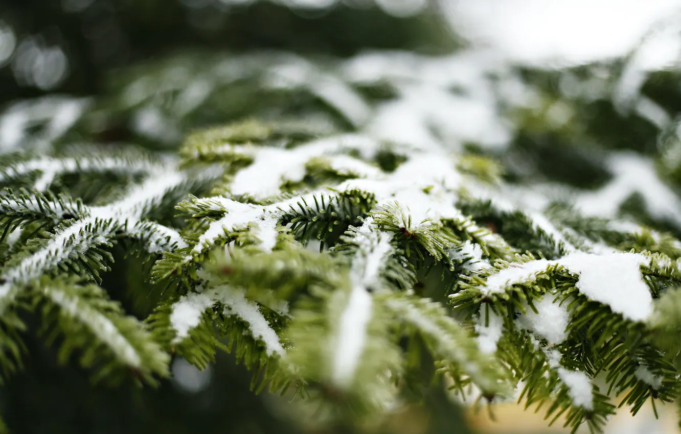 Photo wallpaper snow, needles, tree