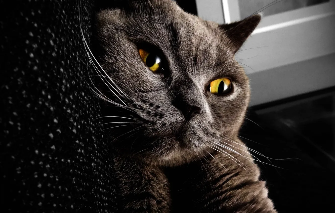 Photo wallpaper cat, brown, cat