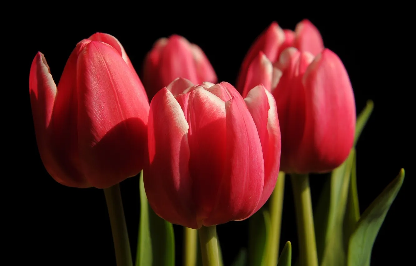 Photo wallpaper flowers, background, black, tulips, red