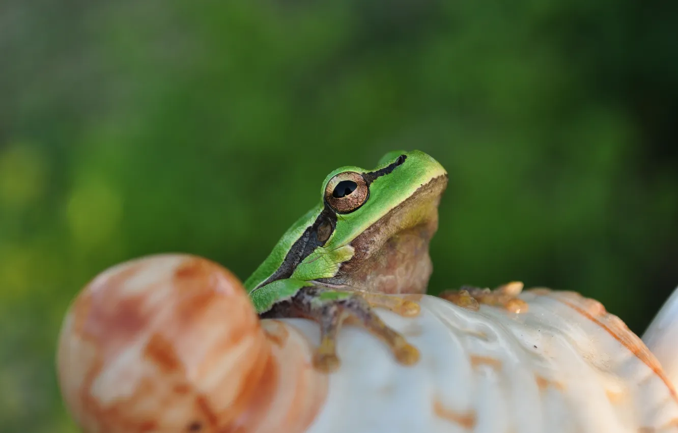 Photo wallpaper animals, summer, nature, Frog