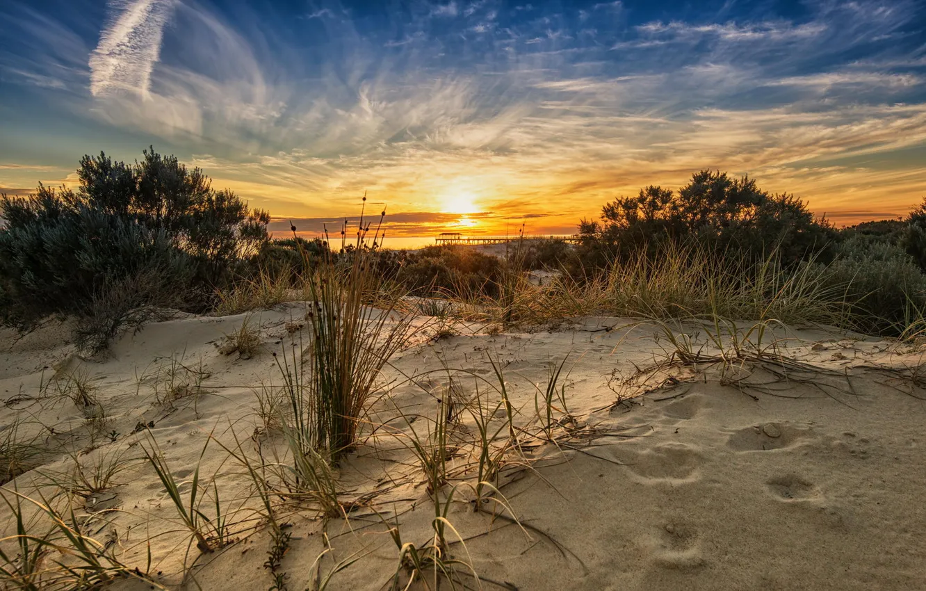 Photo wallpaper beach, nature, dawn, plant