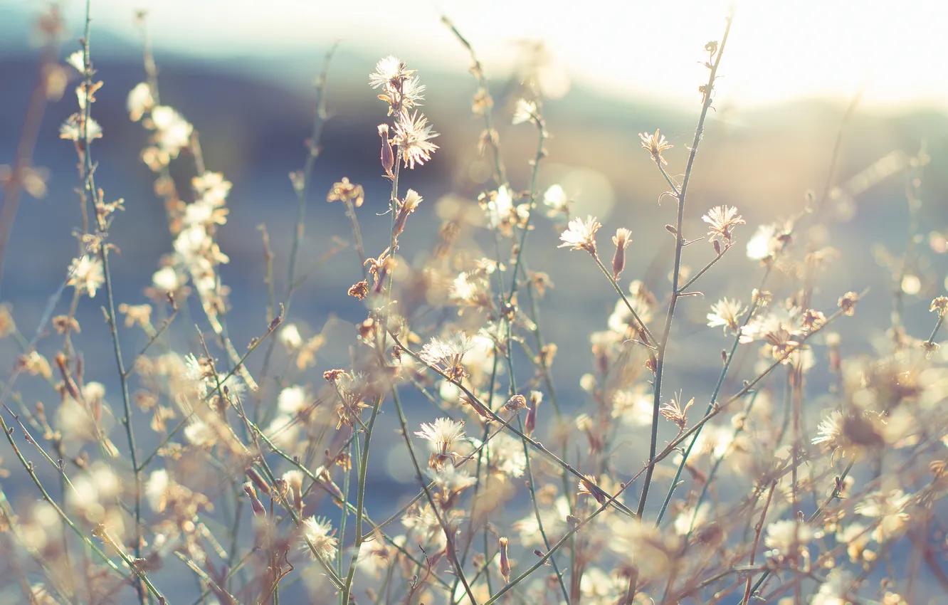 Photo wallpaper grass, the sun, flowers, Sunny, small