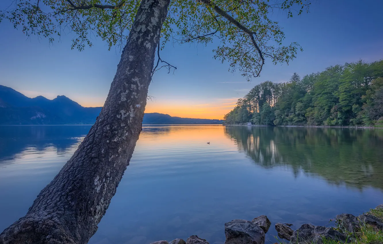 Photo wallpaper forest, sunset, lake, tree, Germany, Bayern, Germany, Bavaria