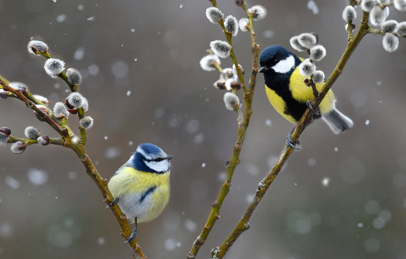 Photo wallpaper branches, bird, Verba, common blue tit, Big tit
