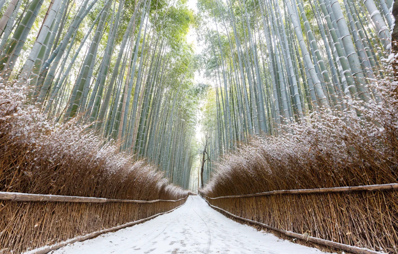 Photo wallpaper winter, road, bamboo