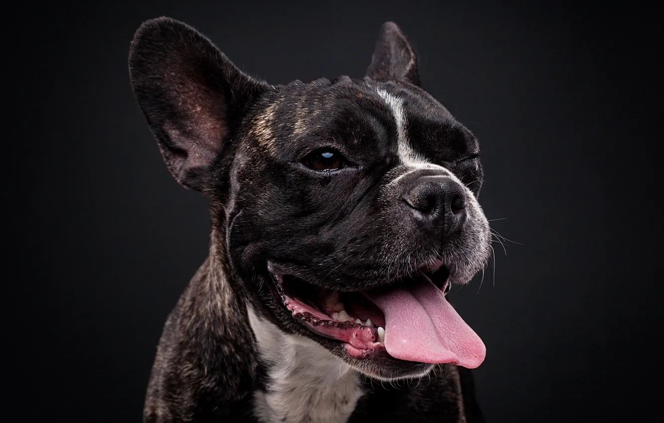 Photo wallpaper language, face, background, portrait, dog, French bulldog, Evgeny Degtev