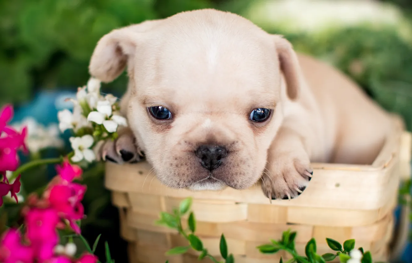 Photo wallpaper flowers, basket, baby, puppy, face, French bulldog