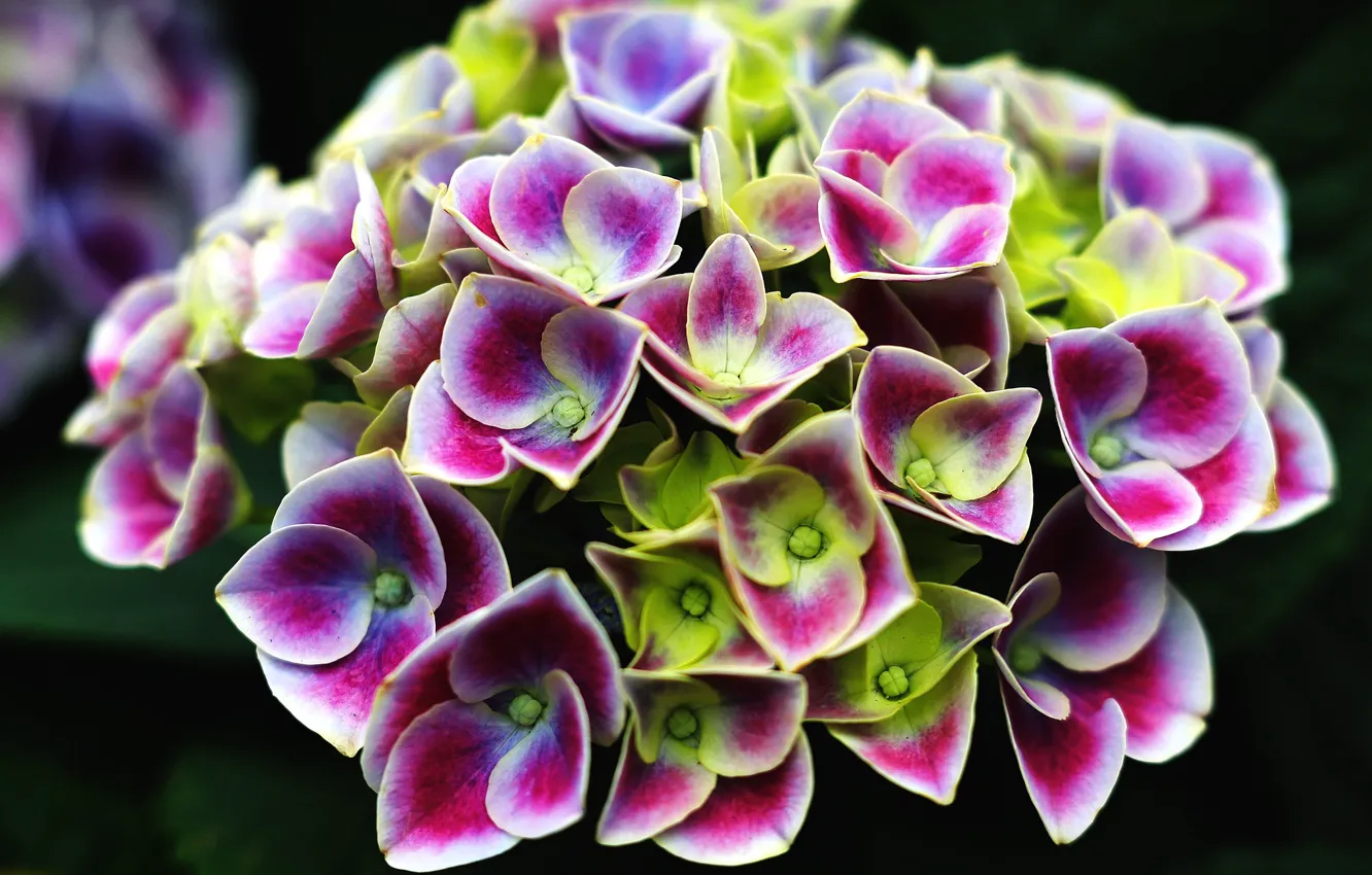 Photo wallpaper macro, flowers, background, petals, colorful, inflorescence, hydrangea