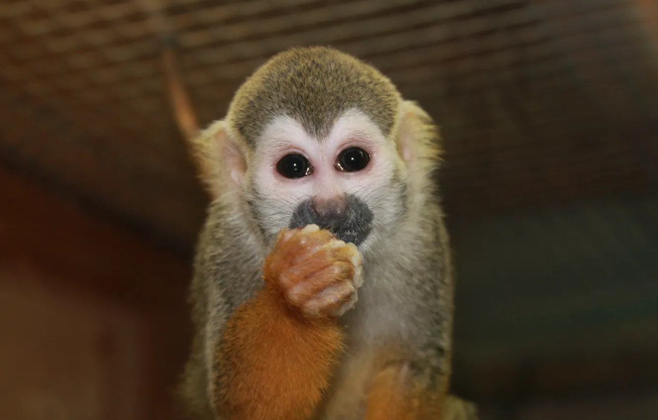 Photo wallpaper zoo, the primacy of, Loki, squirrel monkeys, Pygmy marmoset, marmosets