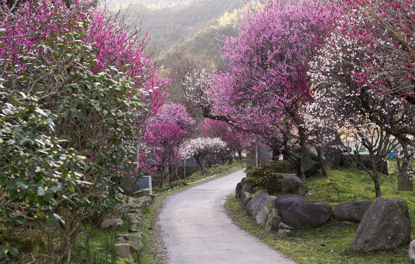 Photo wallpaper stones, track, Japan, flowering in the spring