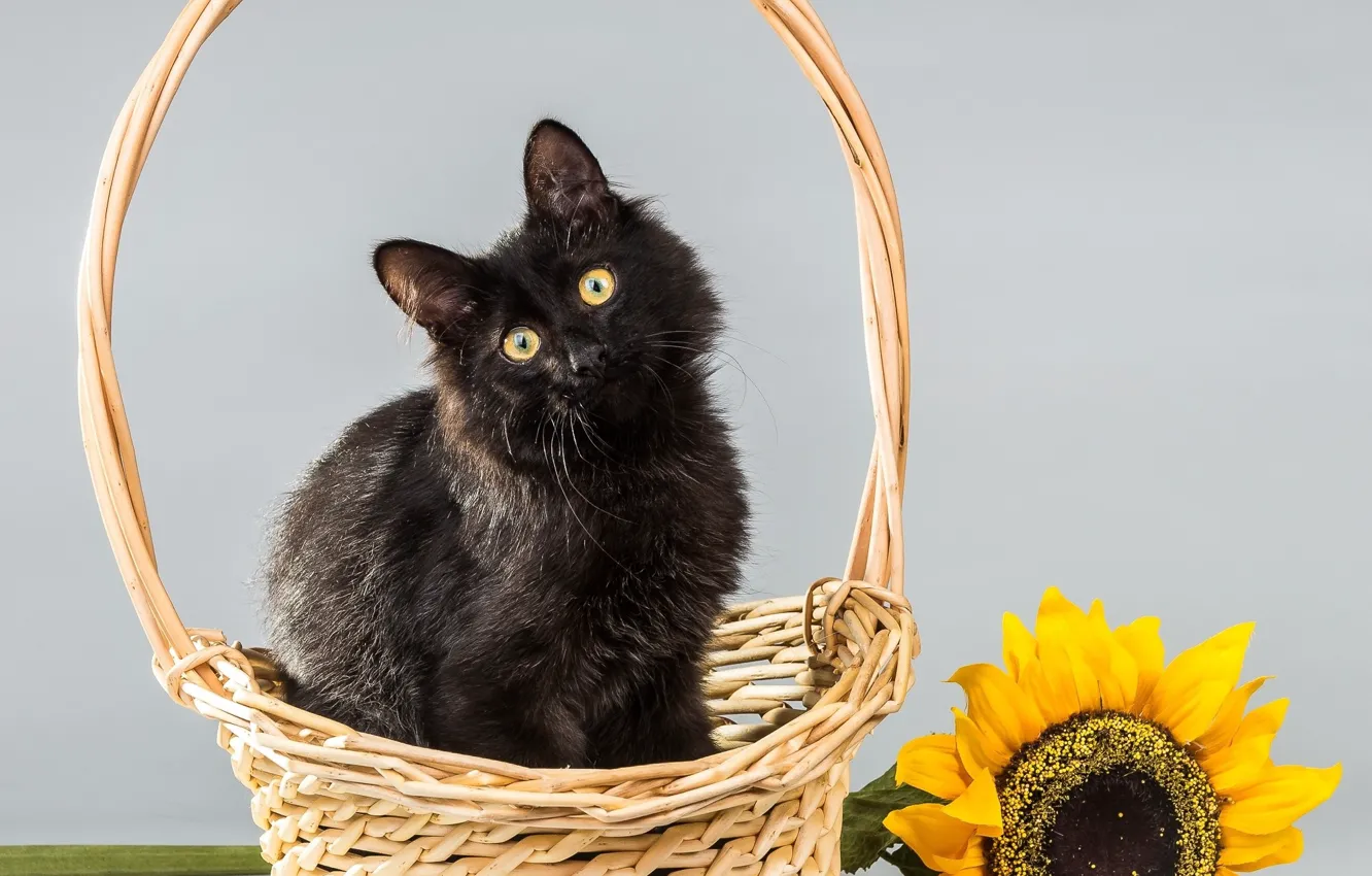 Photo wallpaper cat, flower, cat, background, sunflower, basket, kitty
