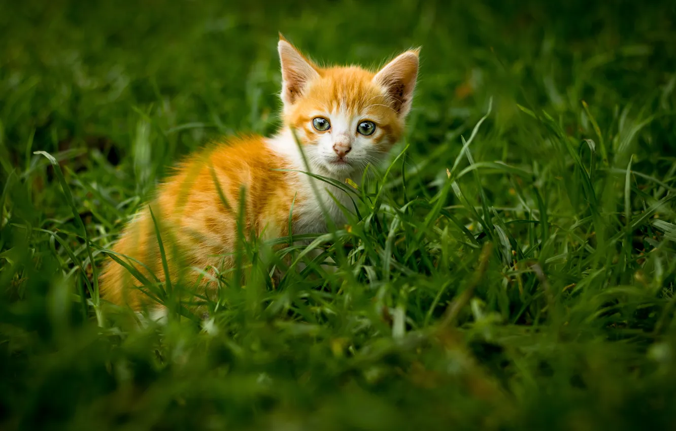 Photo wallpaper grass, kitty, muzzle, ginger kitten