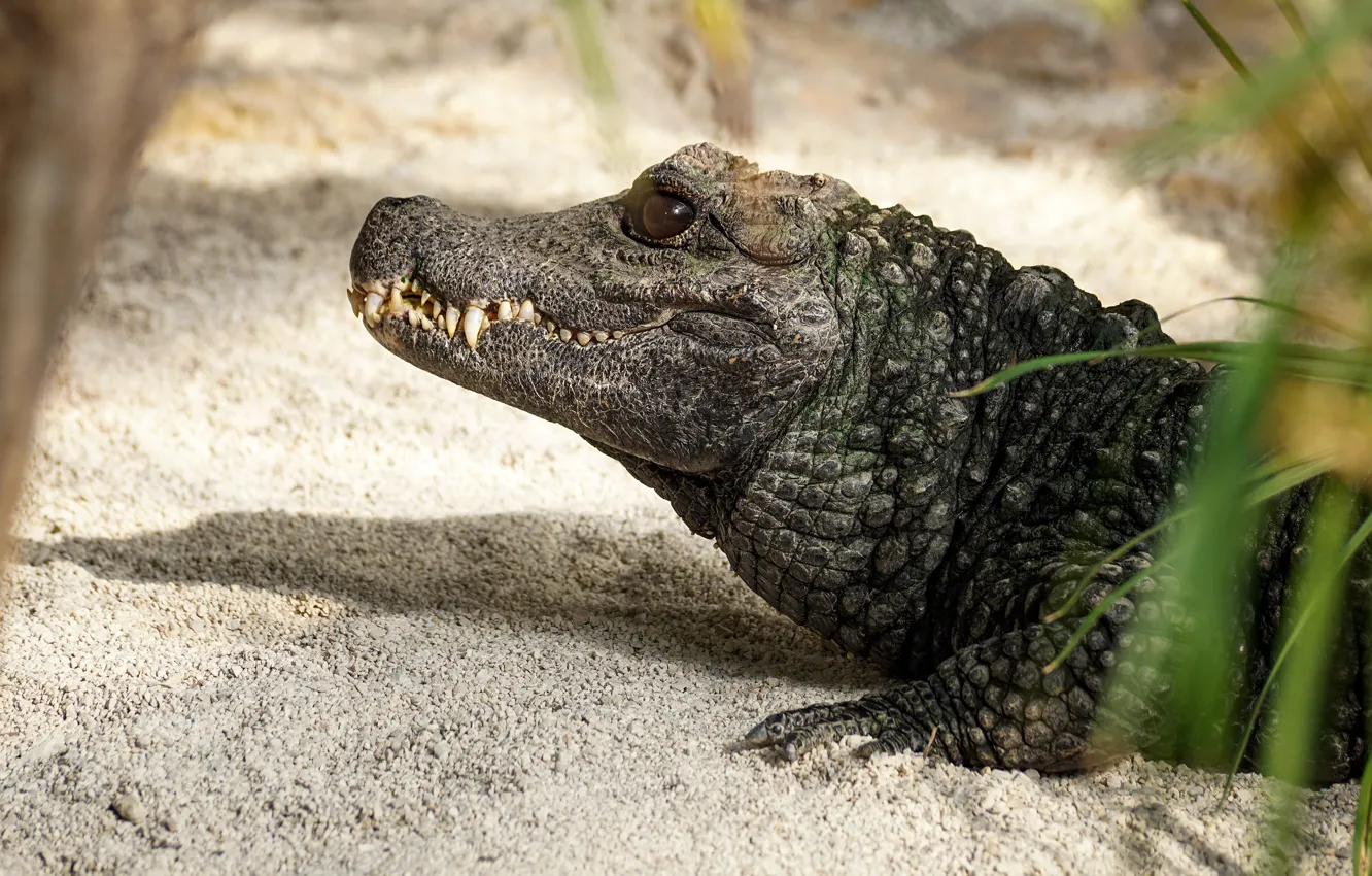 Photo wallpaper sand, grass, look, face, shore, portrait, teeth, crocodile