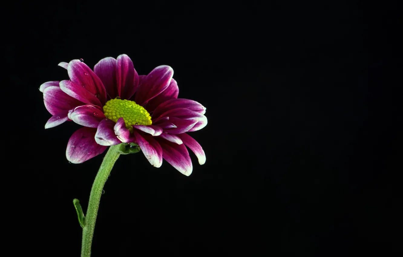 Photo wallpaper background, paint, petals, stem