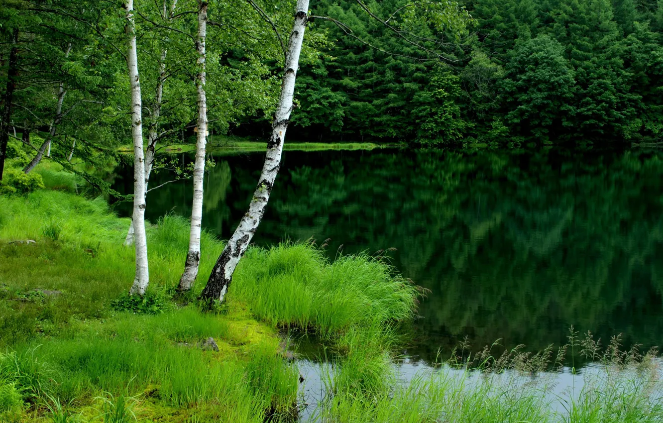 Photo wallpaper greens, forest, lake, shore, vegetation