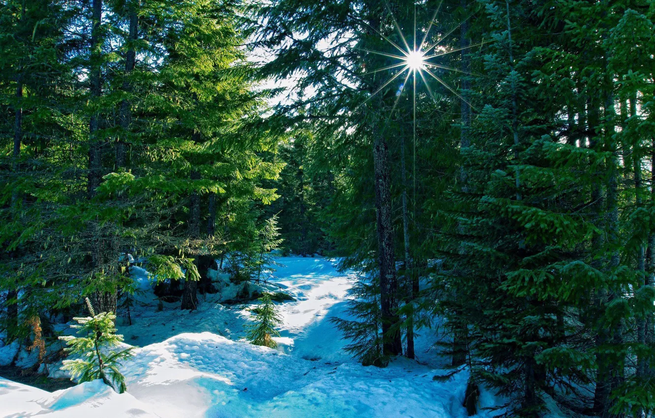 Photo wallpaper forest, snow, landscape, spruce