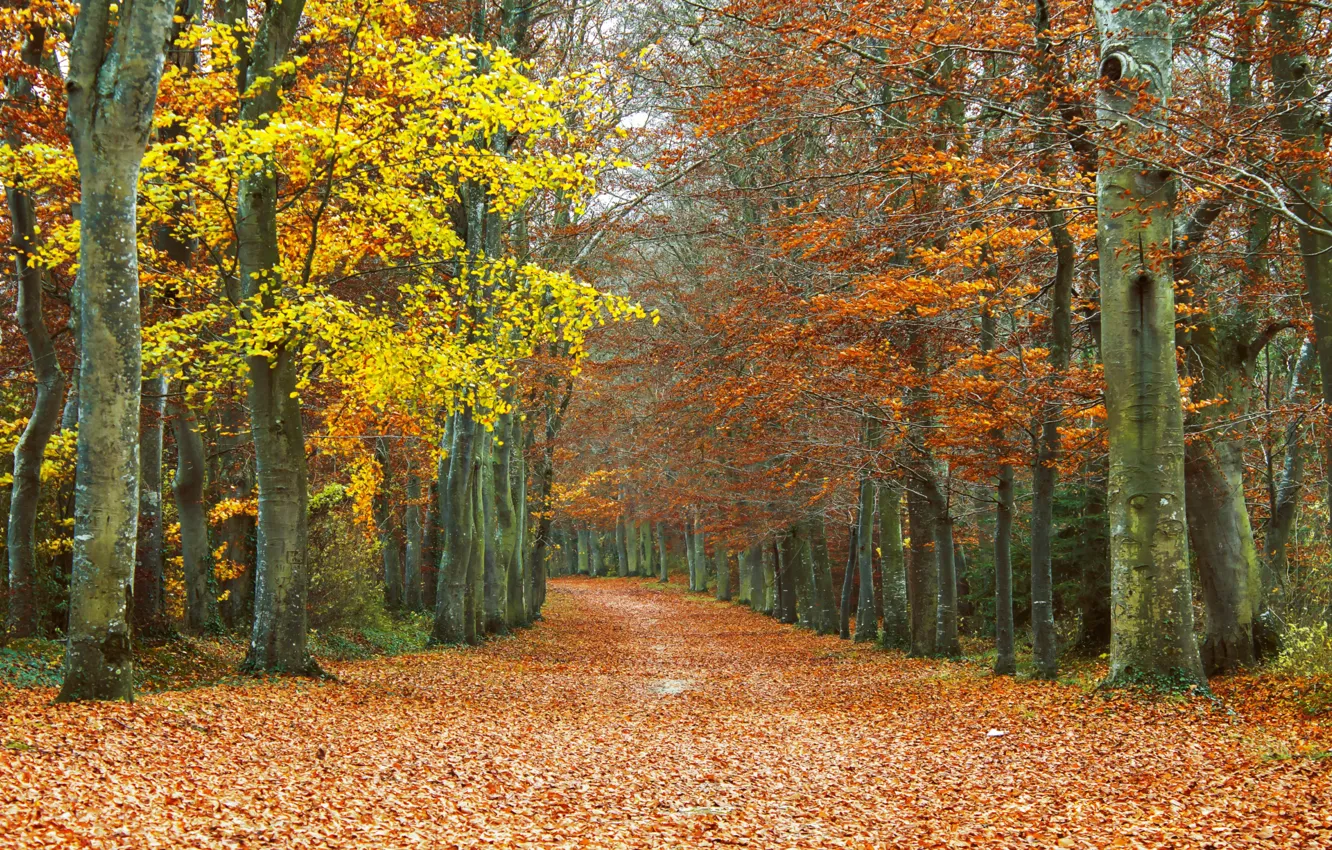 Photo wallpaper autumn, leaves, trees, track, falling leaves, grove, autumn, leaves