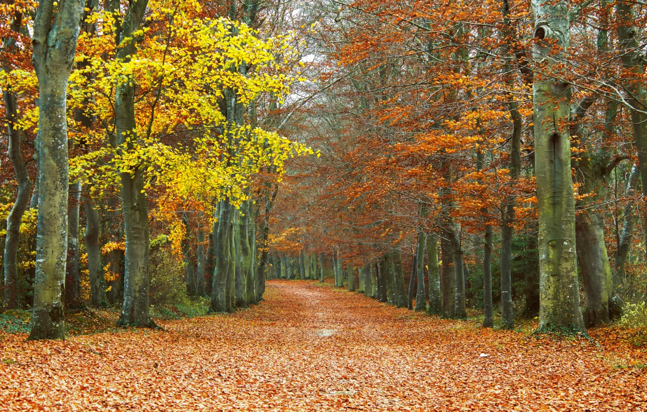 Photo wallpaper leaves, trees, Autumn, track, falling leaves, grove, autumn, leaves
