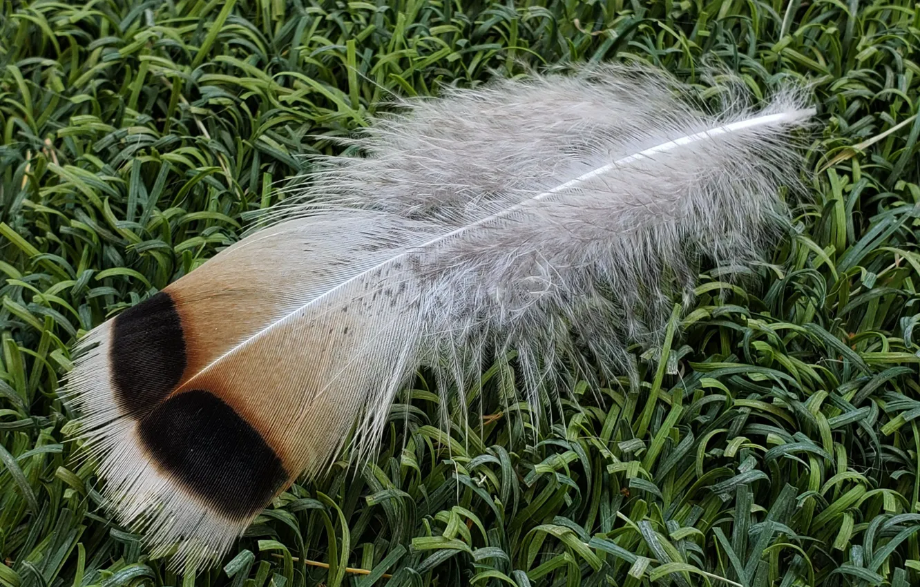 Photo wallpaper grass, feathers, a feather
