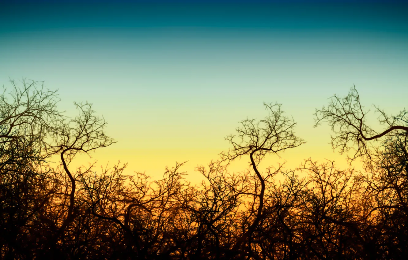 Photo wallpaper the sky, the sun, trees, landscape, sunset, branches, sunrise, the evening