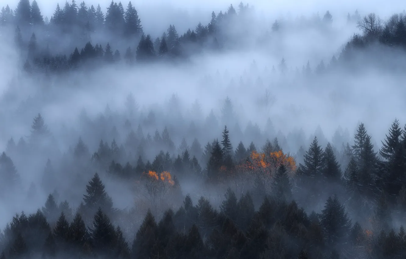 Photo wallpaper forest, trees, nature, fog, twilight