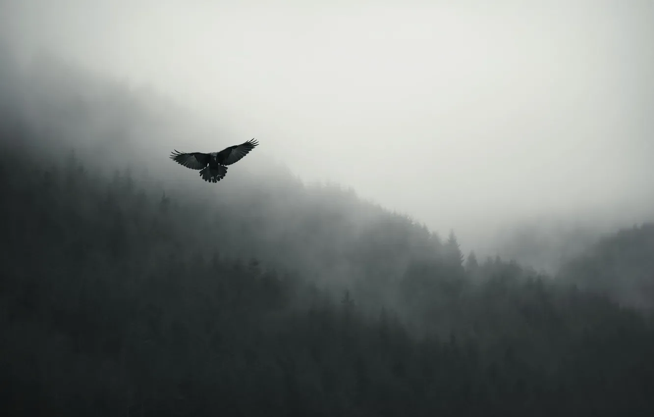 Photo wallpaper flight, fog, bird