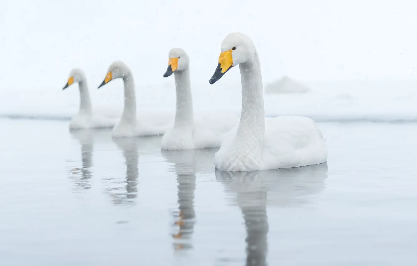 Photo wallpaper birds, nature, swans
