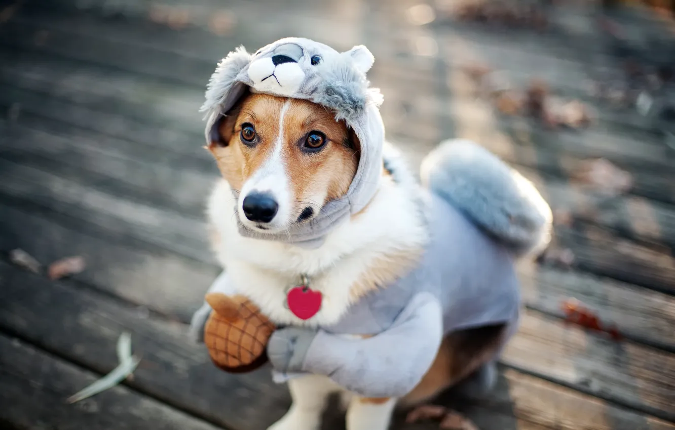 Photo wallpaper dog, protein, costume