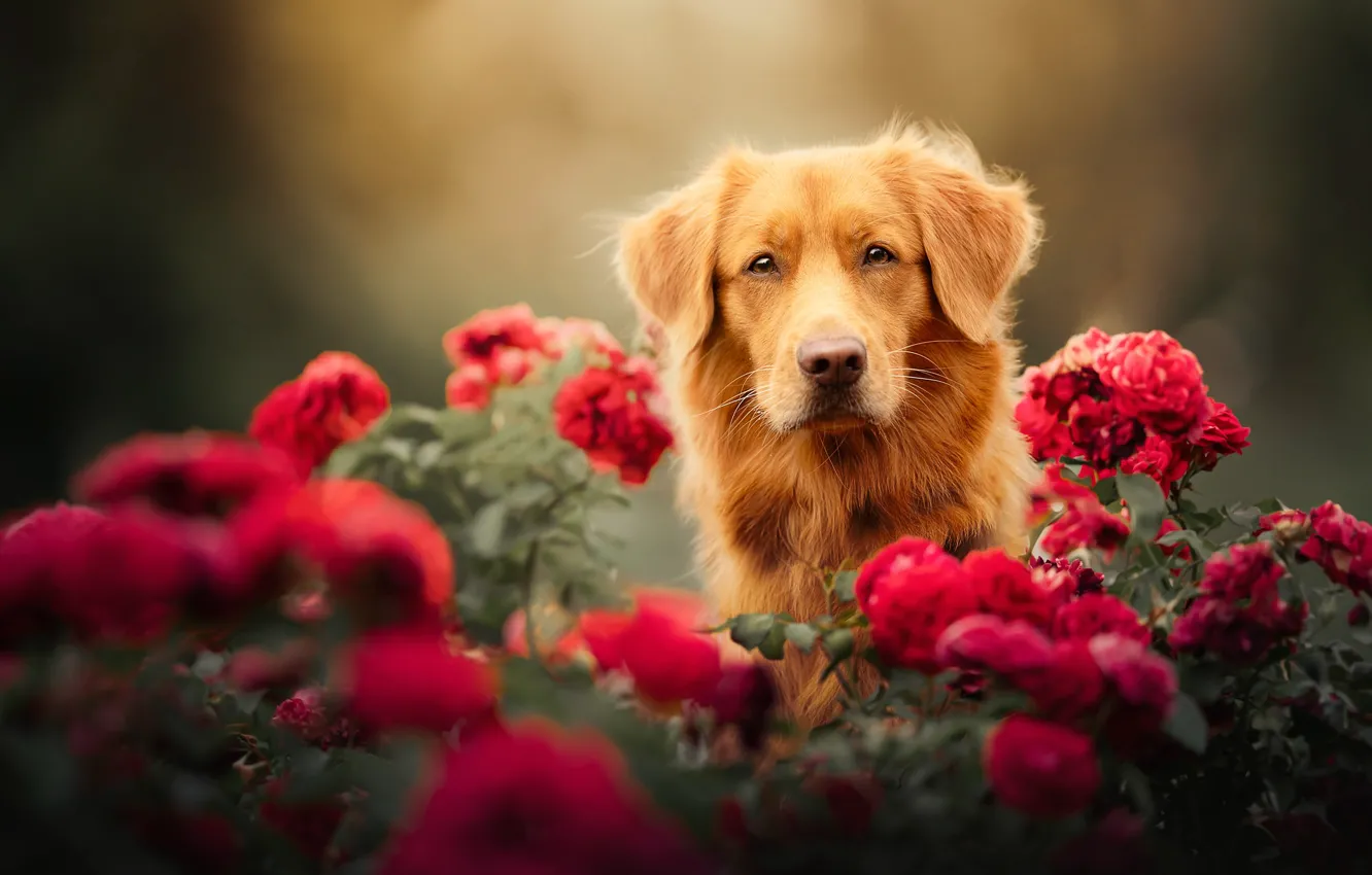 Photo wallpaper look, face, flowers, roses, dog, Nova Scotia duck tolling Retriever