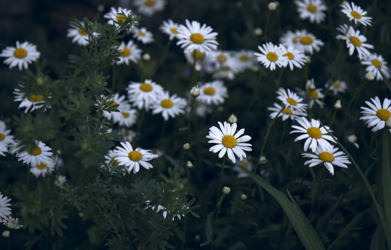 Photo wallpaper flowers, chamomile, white flowers