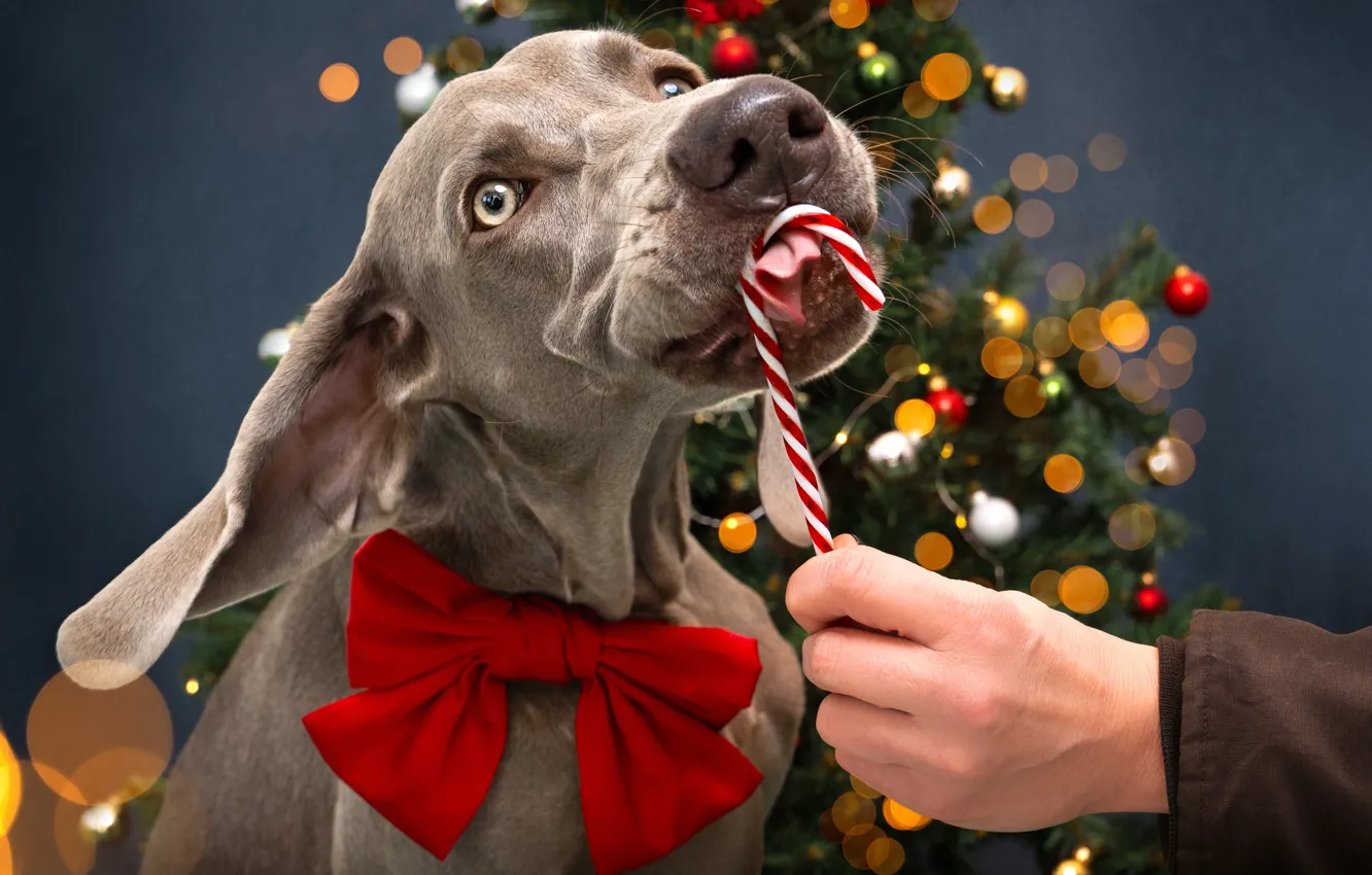 Photo wallpaper face, tree, new year, dog, hands, nose, candy, lollipops