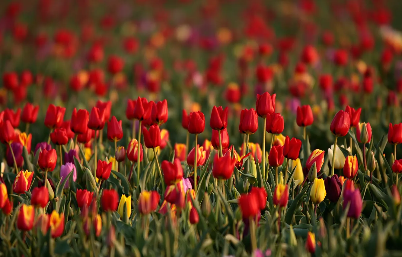 Photo wallpaper field, flowers, glade, bright, spring, yellow, tulips, red