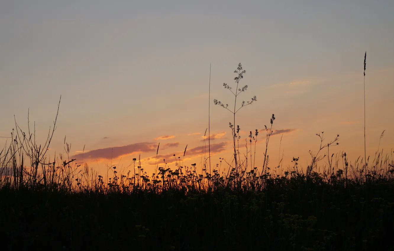 Photo wallpaper field, sunset, red, nature, the steppe, plant, silhouette, red background