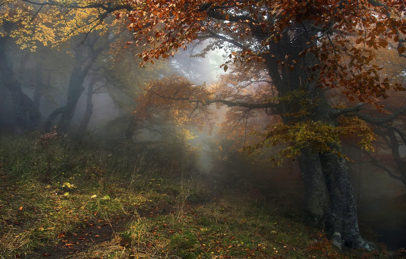 Photo wallpaper autumn, forest, trees, landscape, nature, fog, path, Alexey Milokost