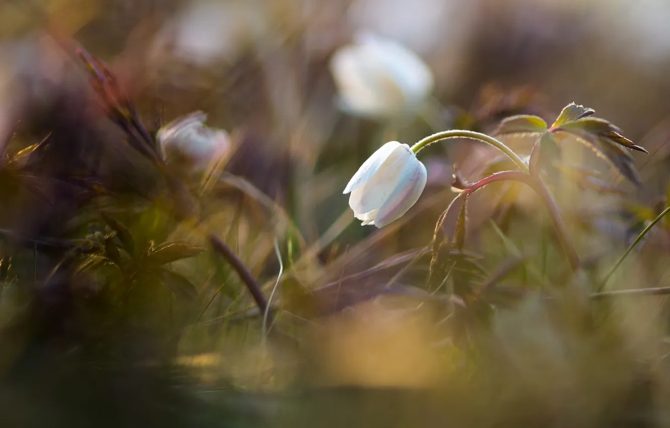 Photo wallpaper flower, grass, nature