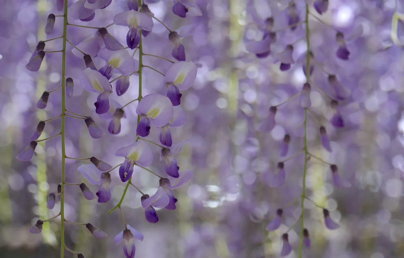 Photo wallpaper macro, flowers, plant, petals