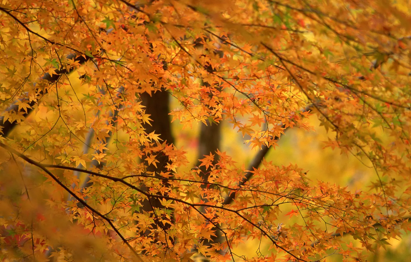 Photo wallpaper autumn, trees, background, foliage, orange