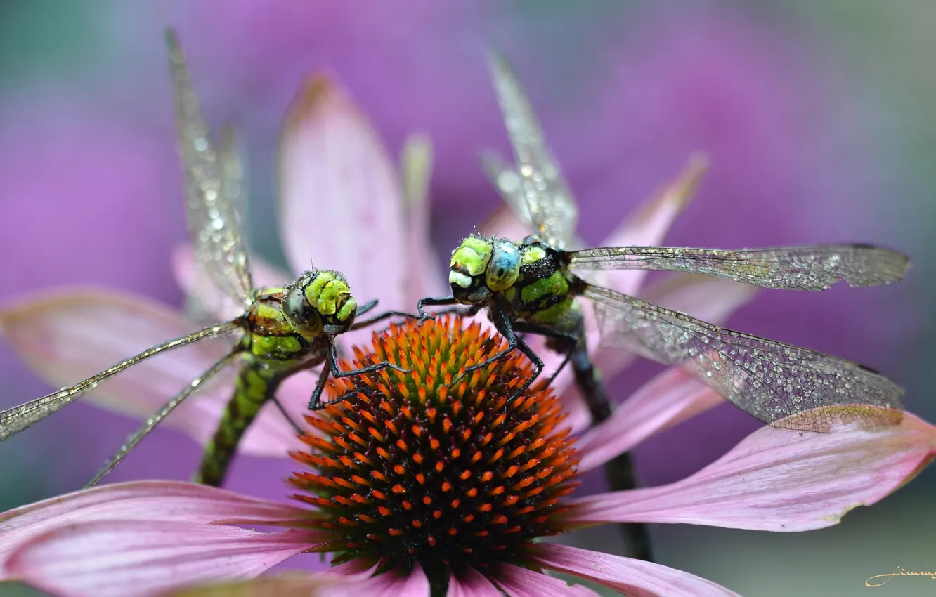 Photo wallpaper macro, flowers, Rosa, dragonfly, morning, pair