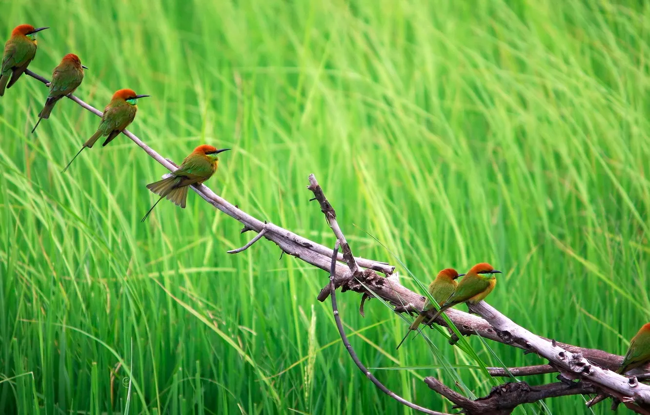 Photo wallpaper grass, branches, nature, bird