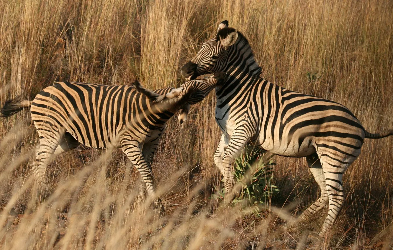 Photo wallpaper grass, strips, strip, Zebra, pair