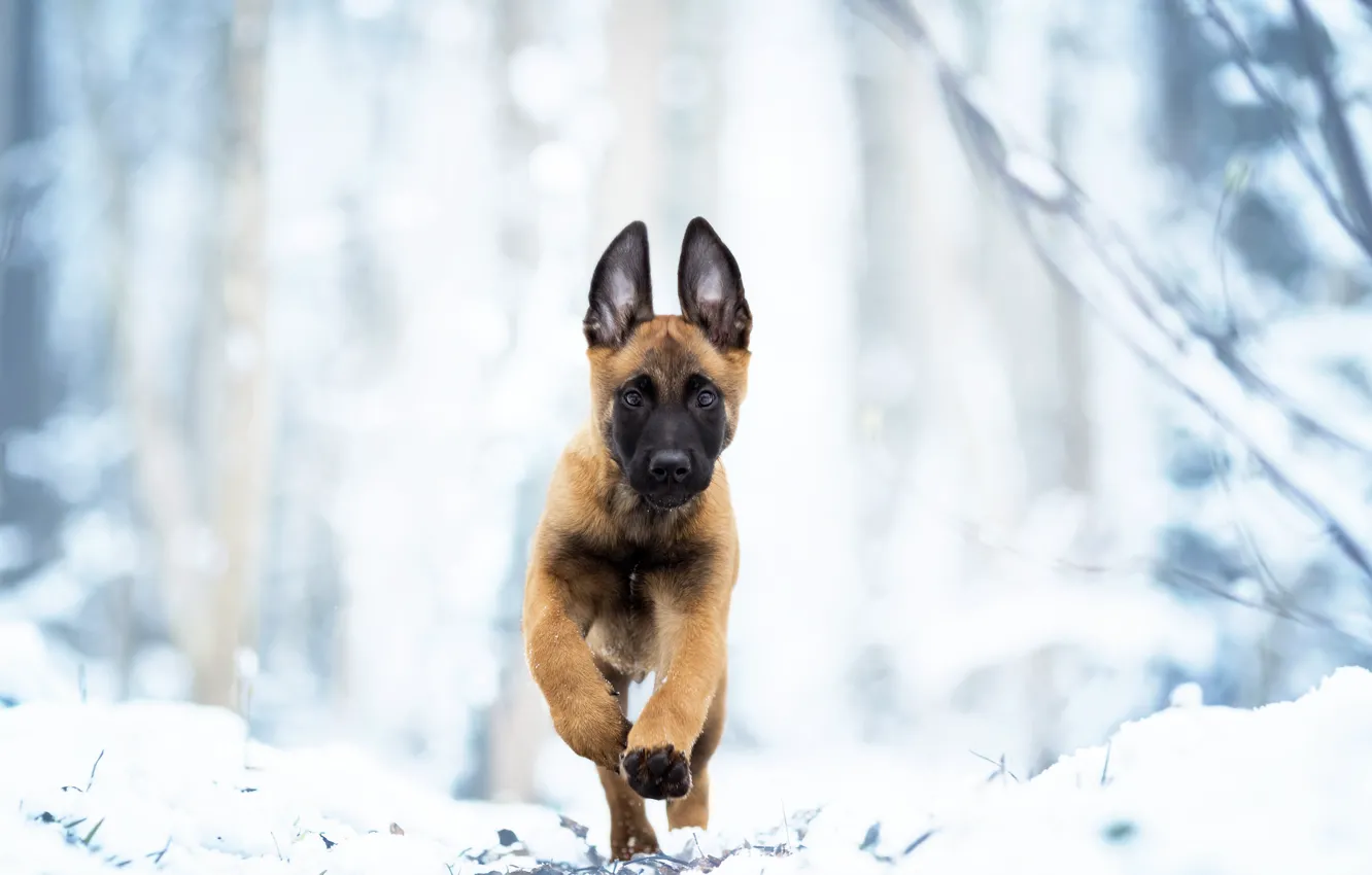 Photo wallpaper winter, snow, dog, puppy, walk, Belgian Malinois
