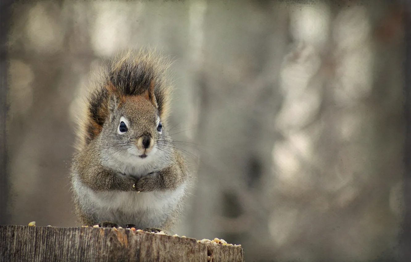 Photo wallpaper stump, treatment, protein, rodent