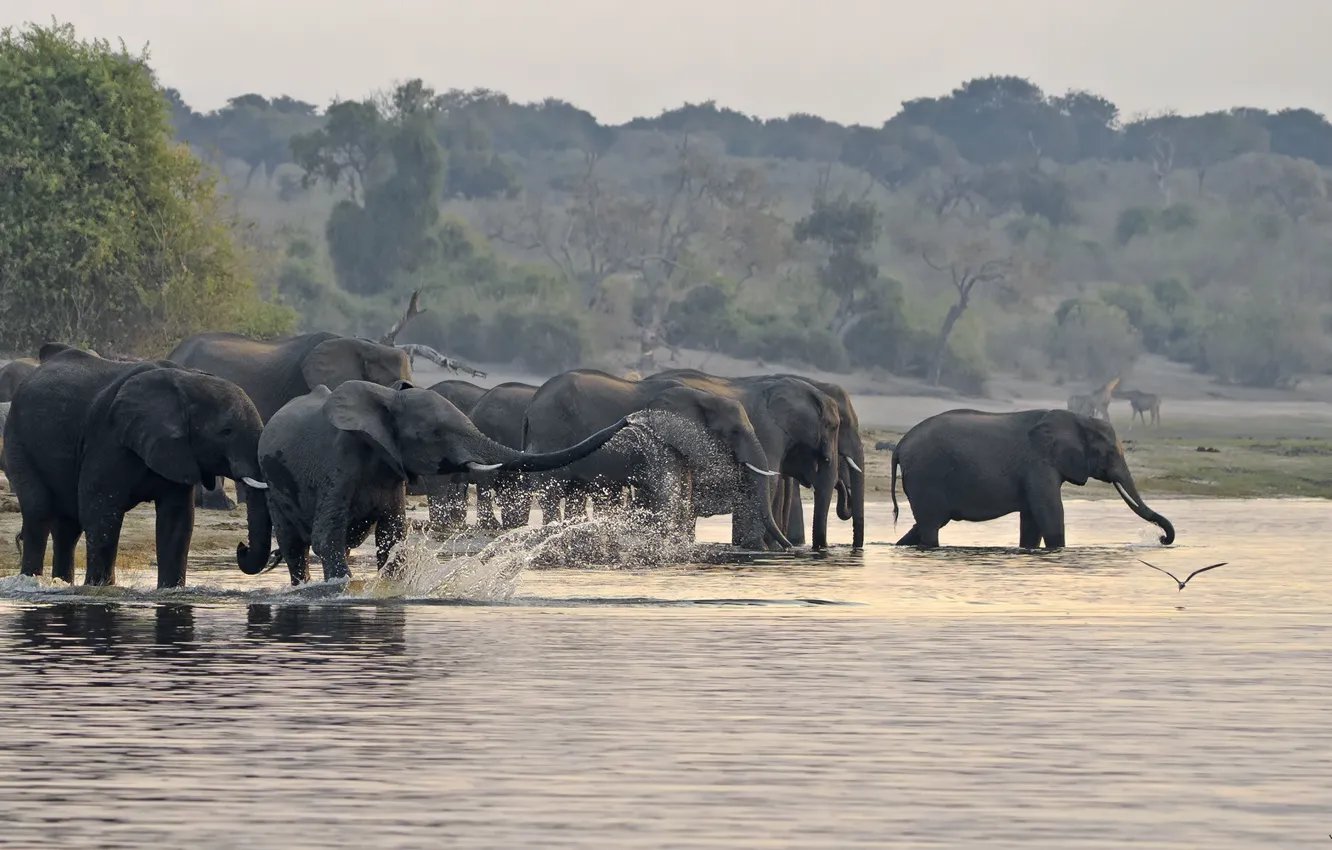 Photo wallpaper nature, lake, background, elephant, the herd, splashing, DUELL ©