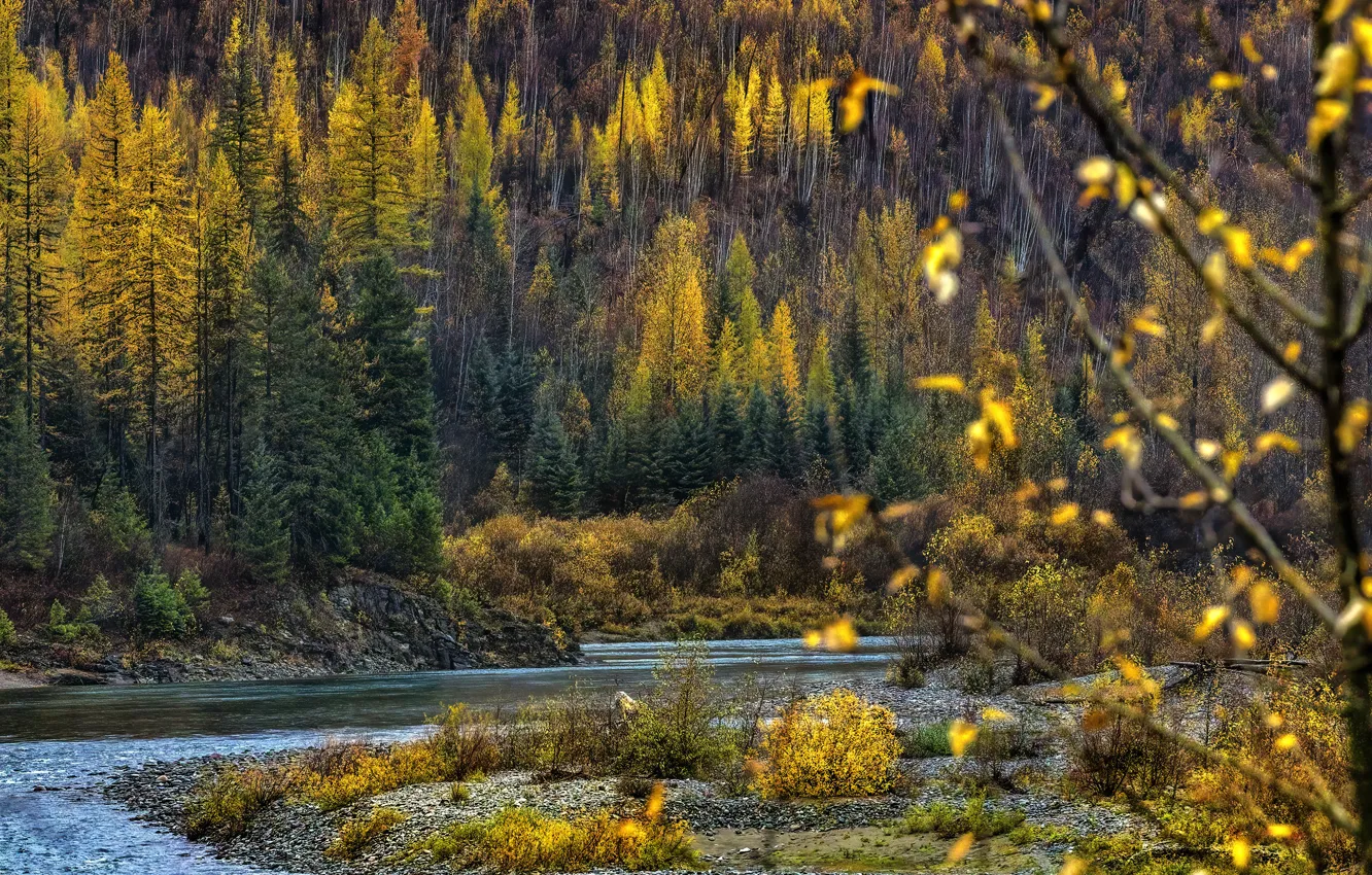 Photo wallpaper autumn, forest, trees, mountains, branches, nature, river, shore