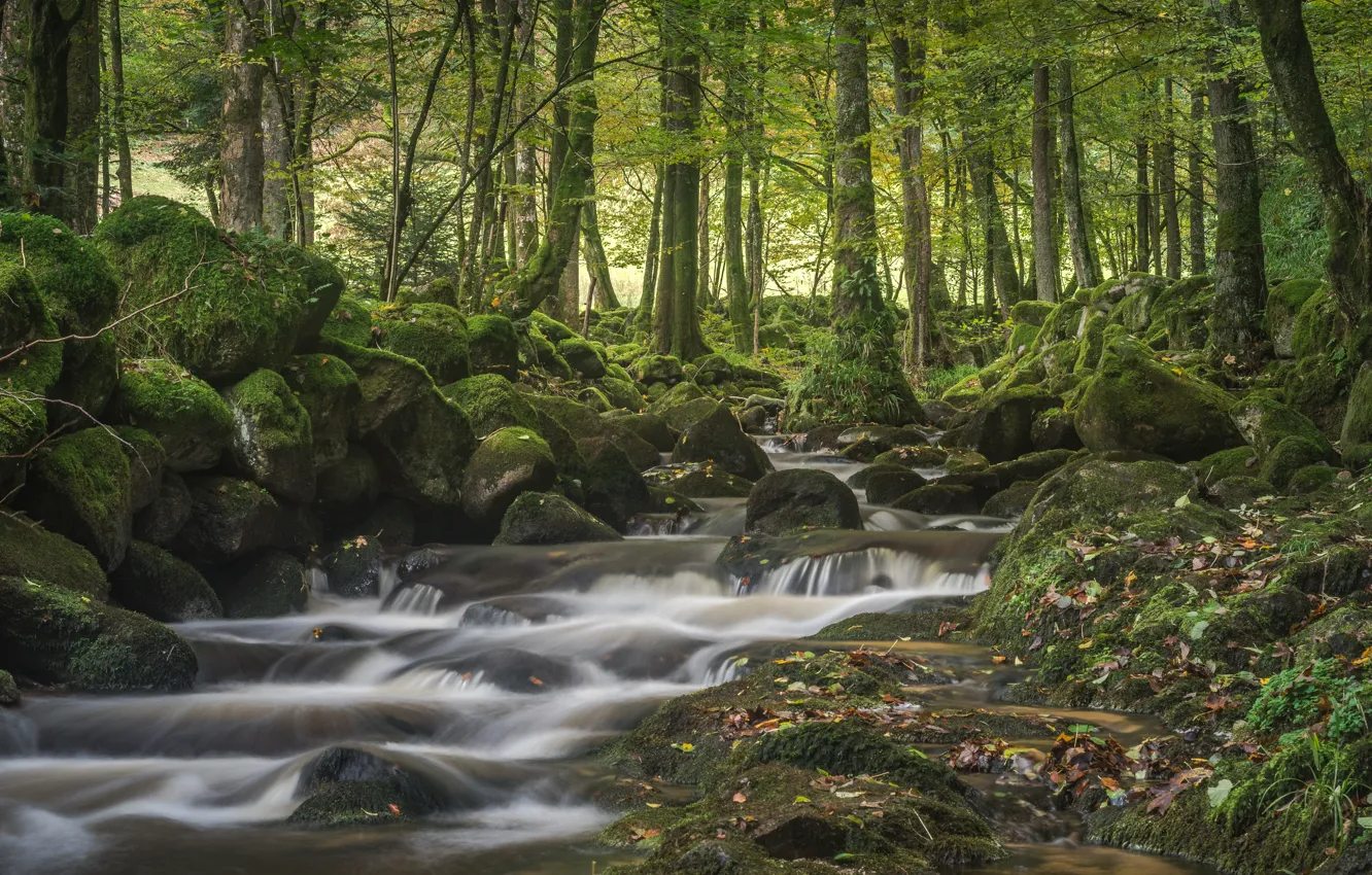 Photo wallpaper forest, trees, stream, stones, moss, Germany, river, Germany