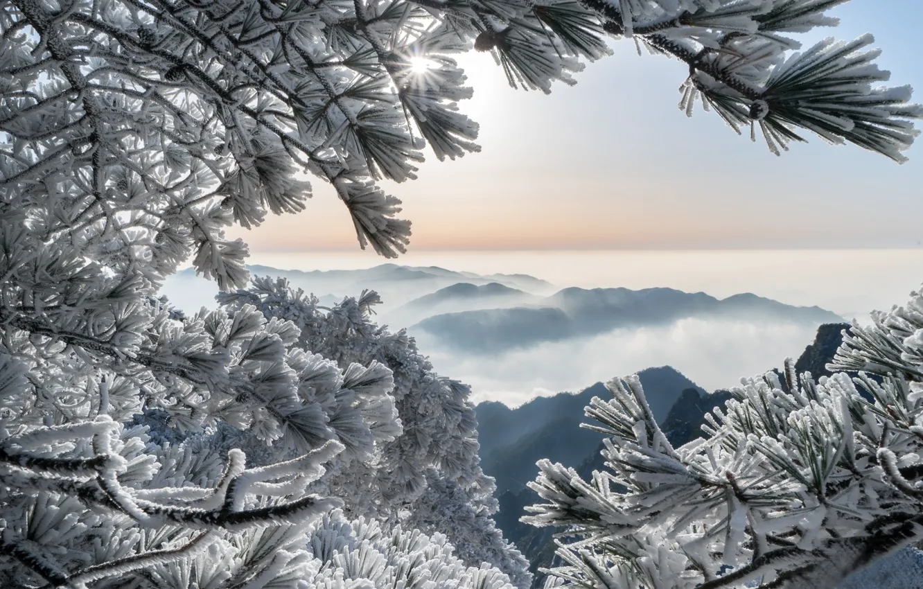 Photo wallpaper winter, frost, mountains, branches, China, China, pine, Huangshan Mountains