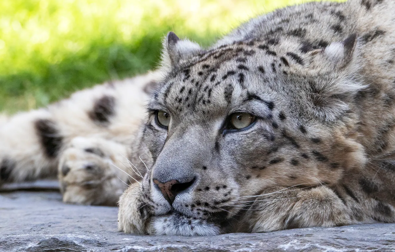 Photo wallpaper look, face, close-up, portrait, paws, lies, IRBIS, snow leopard