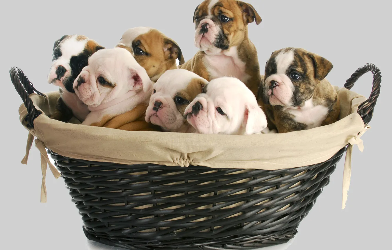 Photo wallpaper dogs, basket, baby, puppy